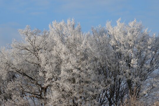 neige arbre