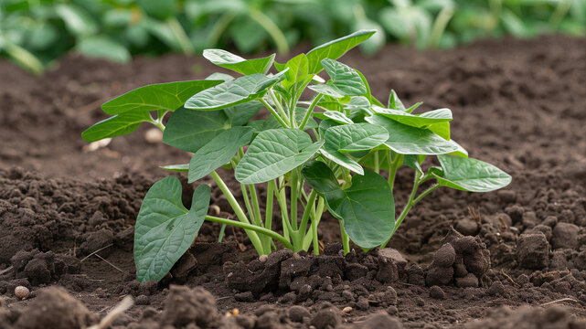 Young green French bean plants growing in dark fertile soil on a farm