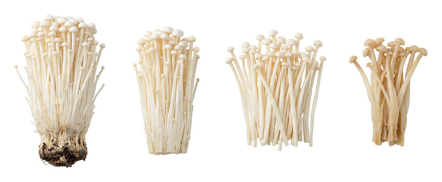 Enoki mushrooms set.