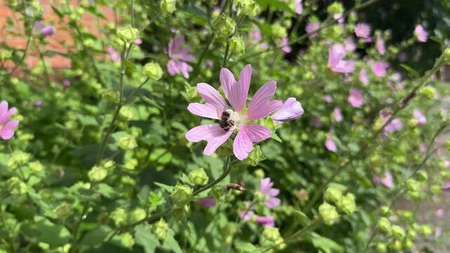 Lavatera. Hatma of Thuringia. Large purple flowers on a green background.