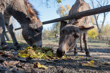 Two donkeys eating leaves on a sunny day in a farm setting with trees in the background during autumn season