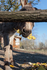 Donkey munching on yellow leaves in a rural area during daylight hours with buildings in the background