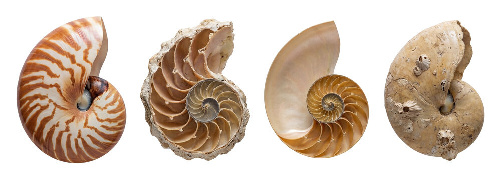 Nautilus shell set.