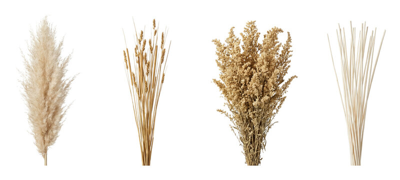 Dried grasses set.