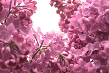 Obraz premium Close up Selective soft focus Purple pink Lilac Flower branch bouquet. Nature light background.