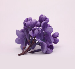 Close up Purple Violet Lilac flower small bouquet on beige gray. Selective soft focus. Macro nature background.