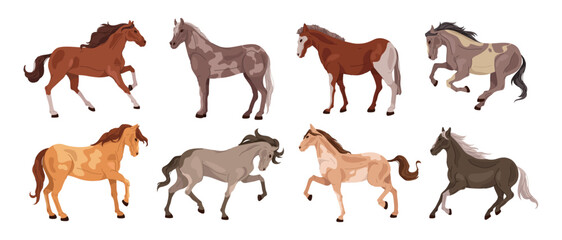 Obraz premium Farm animal, breeding and growing for agriculture. Vector isolated collection of various horses, stallions used for transportation. Domesticated creature or pet, equine and equestrian