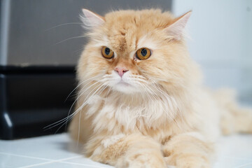 Obraz premium Fluffy orange cat with striking yellow eyes resting on tiled floor, exuding calm and regal demeanor. soft fur and attentive expression create warm and inviting atmosphere