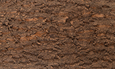 Fototapeta premium Rough natural tree bark texture background, detailed brown wood surface macro photography.