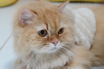 Obraz premium Fluffy orange cat with large eyes resting on soft surface, displaying calm and serene expression. cat fur is well groomed, showcasing its luxurious coat