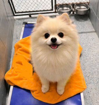 A small cream-colored rescue Pomeranian dog sits waiting for a family inside a clean kennel enclosure. The fluffy coat, bright eyes, and relaxed posture convey friendliness, 