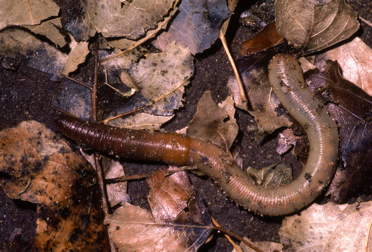 Closeup of an Earthworm emerging after a rain