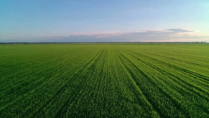 Naklejka premium Lush Green Field Under a Blue Sky