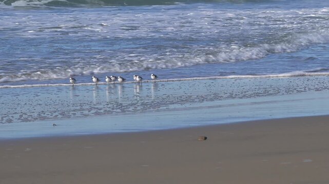 Small group of sanderling shorebirds running towards and away from waves on sandy beach