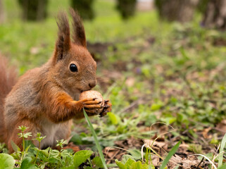Close-up of a cute red squirrel holding a whole walnut in its mouth on a spring forest floor.