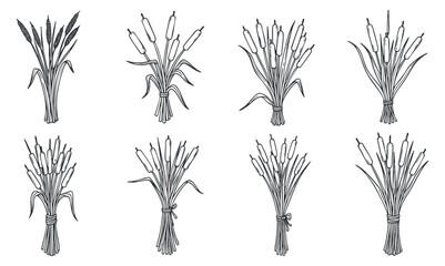 A collection of hand-drawn wheat, barley, and rice bundles in black and white vector style, suitable for agricultural branding and organic food design