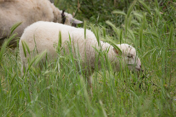 Detalhe de ovelha júnior em pasto em campo de pasto. © GeorgeVieiraSilva