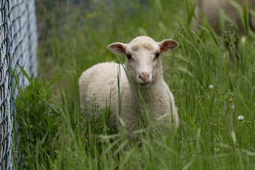Detalhe de ovelha júnior em pasto em campo de pasto. © GeorgeVieiraSilva