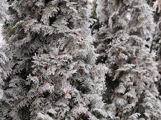 Evergreen branches covered with frost and snow during winter. Concept of cold season nature, dense winter texture, quiet forest atmosphere.