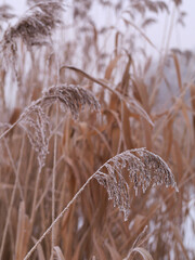 Frozen reeds close up. Dry reeds covered with ice crystals during winter frost. Concept of cold weather detail, fragile nature texture, seasonal stillness.