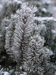 Pine needles covered with frost in winter close up view. Concept of fragile winter nature, cold texture detail, seasonal stillness.