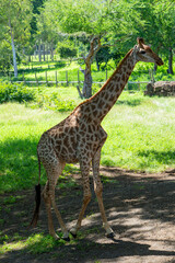 Obraz premium Mauritius, Casela Nature Park - 16 April 2022 - An elegant giant of the African savannah walks slowly