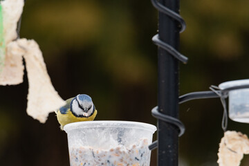 Modraszka zimą w karmniku dokarmiana przez człowieka w sezonie zimowym. © boguslavus