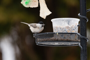 Sikora uboga zimą w karmniku dokarmiana przez człowieka w sezonie zimowym. © boguslavus