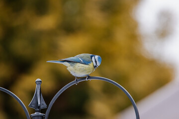 Modraszka zimą w karmniku dokarmiana przez człowieka w sezonie zimowym.  © boguslavus