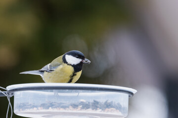 Sikorka bogatka zimą w karmniku dokarmiana przez człowieka w sezonie zimowym. © boguslavus