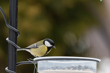 Sikorka bogatka zimą w karmniku dokarmiana przez człowieka w sezonie zimowym. © boguslavus
