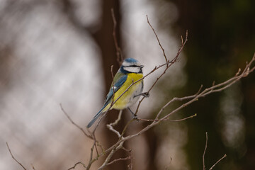 Modraszka zimą w karmniku dokarmiana przez człowieka w sezonie zimowym. © boguslavus