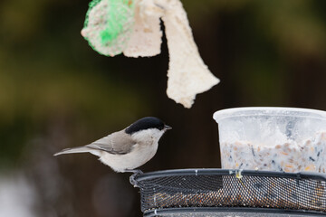 Sikora uboga zimą w karmniku dokarmiana przez człowieka w sezonie zimowym. © boguslavus