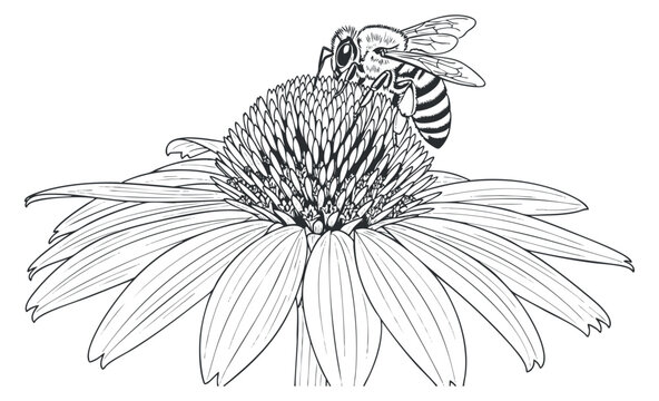 A detailed illustration of a bee pollinating a flower in black and white outline style, suitable for nature-themed projects