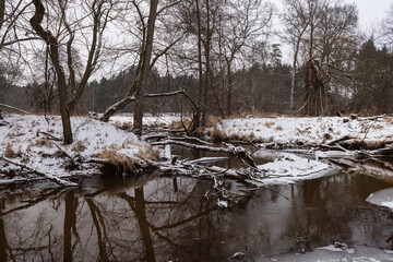 Mała nieuregulowana rzeka zimą. Po obu stronach znajdują się łąki pokryte warstwą śniegu. W poprzek rzeki leżą powalone drzewa. © boguslavus