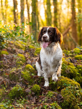 English cocker spaniel in the woods