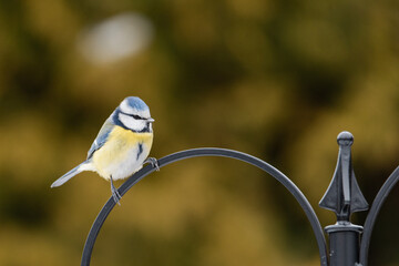 Modraszka zimą w karmniku dokarmiana przez człowieka w sezonie zimowym. © boguslavus