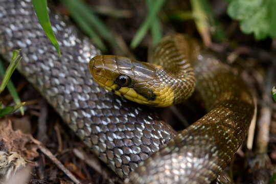 Aesculapian snake // &Auml;skulapnatter (Zamenis longissimus) - Odenwald, Germany
