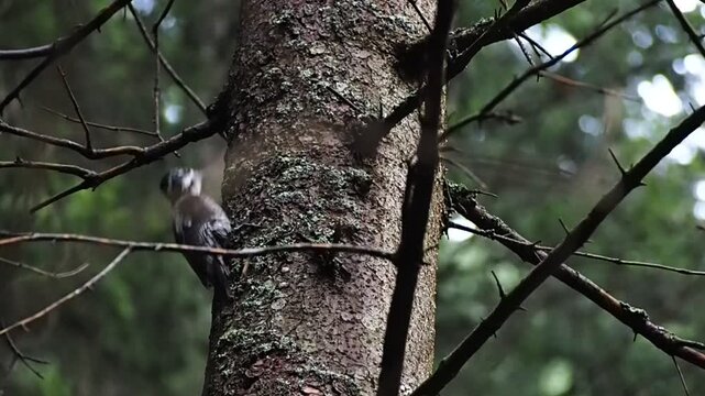 the work of a woodpecker piercing the bark of a tree with its beak