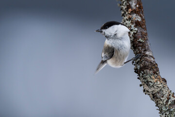 Willow tit (Poecile montanus) © Johannes Jensås
