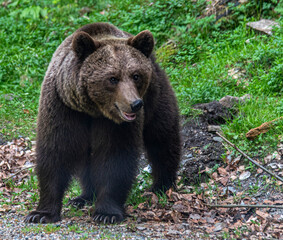 Ours brun en libert&eacute; sur la Transfagarasan, Transylvanie, Roumanie