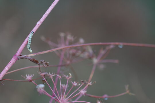 un bruco su un fiore al tramonto