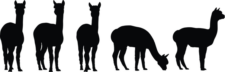Obraz premium Black silhouettes of llamas in various poses white background animals 1