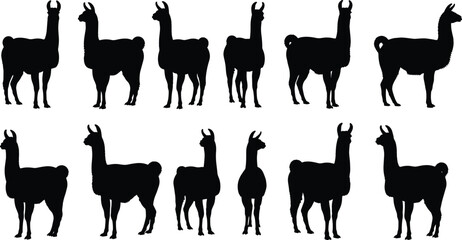 Obraz premium Black silhouettes of llamas in various poses white background animals