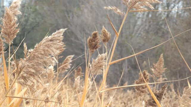Golden brown common reeds gently swaying in a calm breeze during a peaceful autumn day in a tranquil marshland environment, creating a serene and relaxing natural background scene