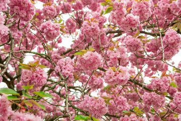 Naklejka premium Spring pink cherry blossoms flowers Sakura season