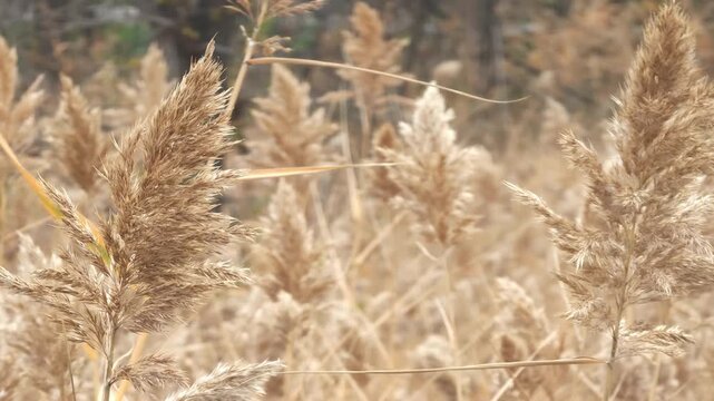 Close up of dry common reed grass, also known as phragmites australis, gently swaying in the wind during a sunny autumn day, creating a peaceful and serene natural background
