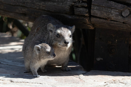 A female hyrax stays close to its baby to protect it from danger.