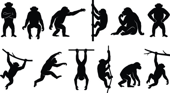 Monkey silhouette collection featuring majestic chimpanzees in various climbing jumping and sitting poses isolated on white background for wildlife nature and zoo design
