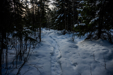 Nordic winter footpath through a shadowy spruce forest